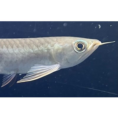 画像4: 紅龍　BLOOD RED【3】