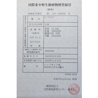 画像6: 紅龍　BLOOD RED【3】