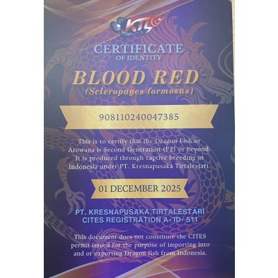 画像5: 紅龍　BLOOD RED【6】