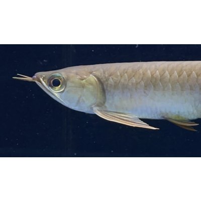 画像3: 紅龍　BLOOD RED【1】