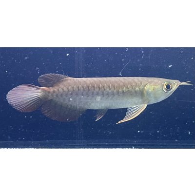 画像2: 紅龍　BLOOD RED【6】