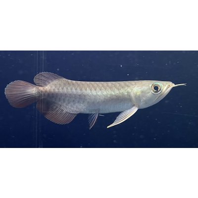 画像2: 紅龍　BLOOD RED【3】