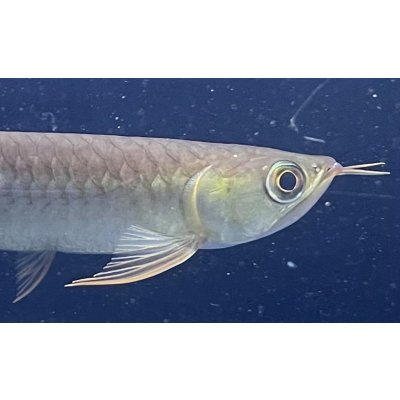 画像4: 紅龍　BLOOD RED【6】