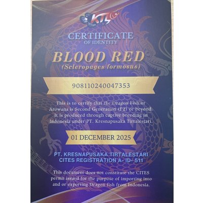 画像5: 紅龍　BLOOD RED【2】