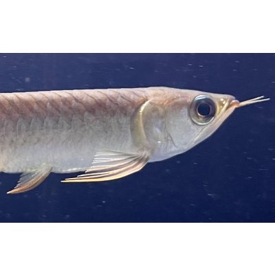 画像4: 紅龍　BLOOD RED【5】