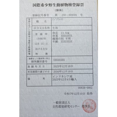 画像6: 紅龍　BLOOD RED【1】