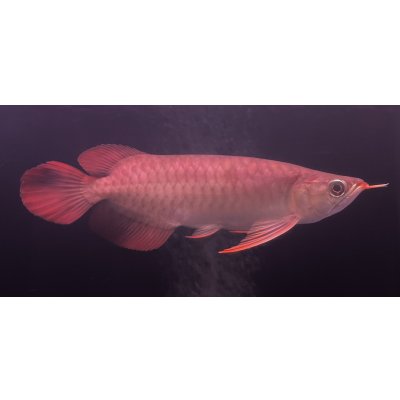 画像2: 紅龍　EXTREME RED★★★★★