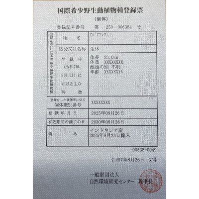 画像6: 紅龍　EXTREME RED★★★★【3】