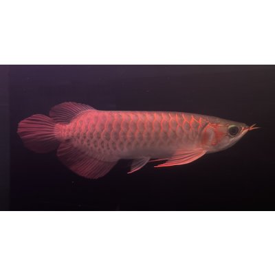 画像2: 紅龍　EXTREME RED★★★★【3】