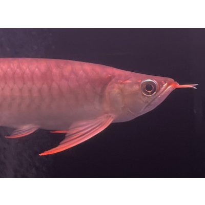 画像4: 紅龍　EXTREME RED★★★★★