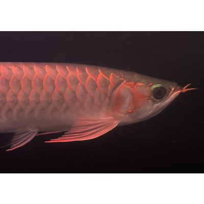 画像4: 紅龍　EXTREME RED★★★★【3】