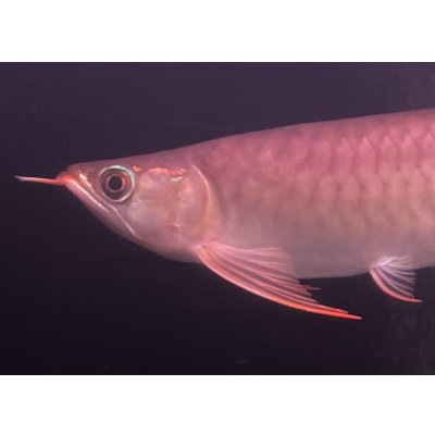 画像3: 紅龍　EXTREME RED★★★★★