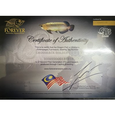 画像5: 過背金龍　FOREVER ArowanaAquaculture(6)