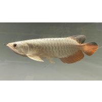 過背金龍レディアンスゴールド　FOREVER ArowanaAquaculture(5)