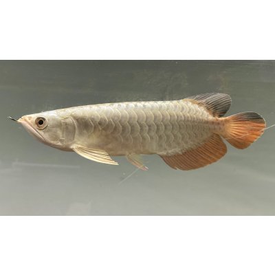 画像1: 過背金龍レディアンスゴールド　FOREVER ArowanaAquaculture(5)