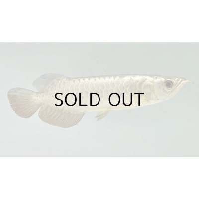 画像2: 過背金龍　FOREVER ArowanaAquaculture(7)