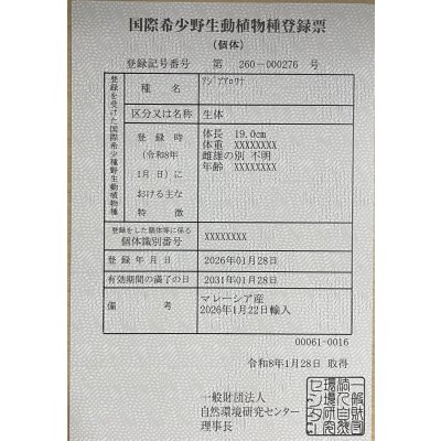 画像6: 過背金龍　FOREVER ArowanaAquaculture(6)