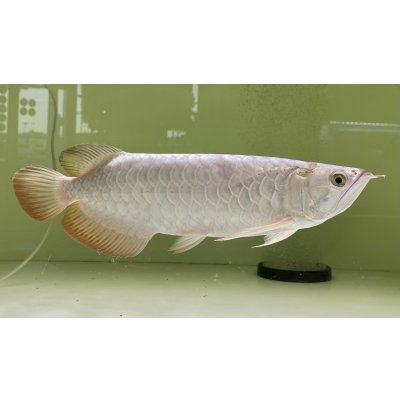 画像2: 過背金龍レディアンスゴールド　FOREVER ArowanaAquaculture(3)