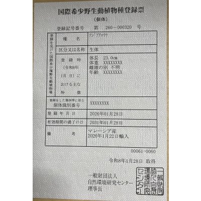 画像6: 過背金龍ブキメラゴールデン　FOREVER ArowanaAquaculture(1)