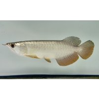 過背金龍ブキメラゴールデン　FOREVER ArowanaAquaculture(1)