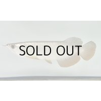 過背金龍ブキメラゴールデン　FOREVER ArowanaAquaculture(1)