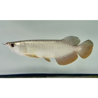 画像1: 過背金龍ブキメラゴールデン　FOREVER ArowanaAquaculture(1)