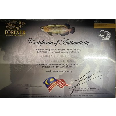 画像5: 過背金龍レディアンスゴールド　FOREVER ArowanaAquaculture(3)