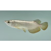 過背金龍ブキメラゴールデン　FOREVER ArowanaAquaculture(2)