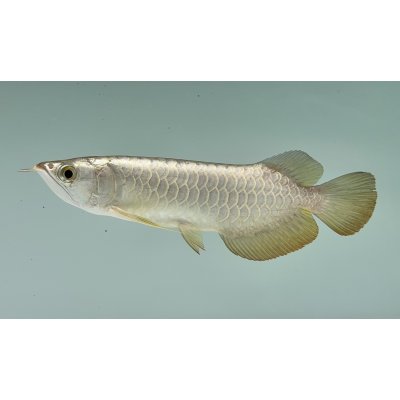 画像1: 過背金龍ブキメラゴールデン　FOREVER ArowanaAquaculture(2)