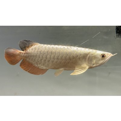 画像2: 過背金龍レディアンスゴールド　FOREVER ArowanaAquaculture(5)