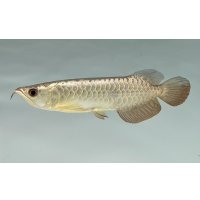 過背金龍　FOREVER ArowanaAquaculture(7)