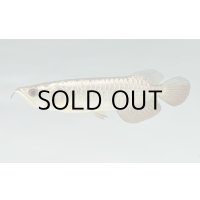 過背金龍　FOREVER ArowanaAquaculture(7)