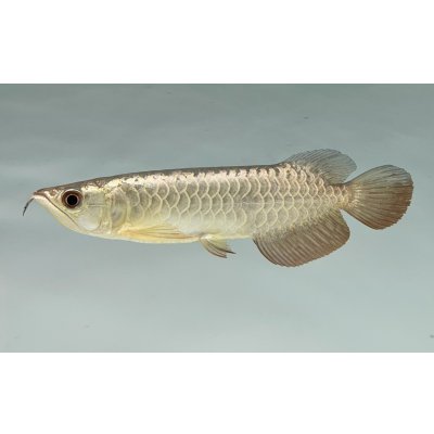 画像1: 過背金龍　FOREVER ArowanaAquaculture(7)