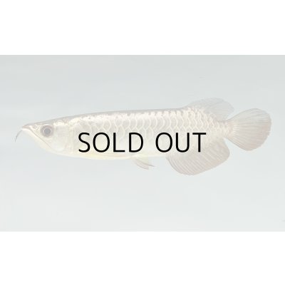 画像1: 過背金龍　FOREVER ArowanaAquaculture(7)