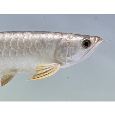 画像4: 過背金龍ブキメラゴールデン　FOREVER ArowanaAquaculture(1)