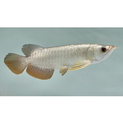 画像2: 過背金龍ブキメラゴールデン　FOREVER ArowanaAquaculture(1)