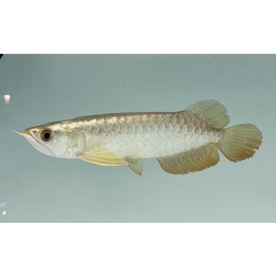 画像1: 過背金龍　FOREVER ArowanaAquaculture(6)