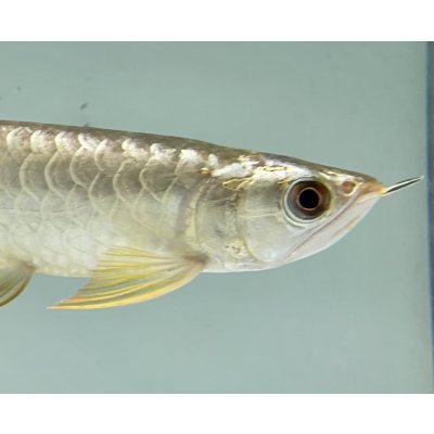 画像4: 過背金龍　FOREVER ArowanaAquaculture(6)