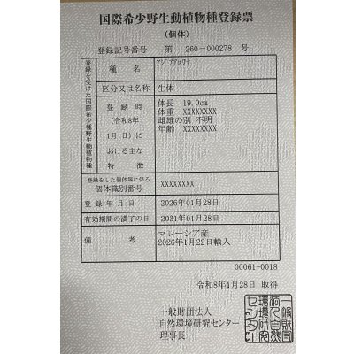 画像6: 過背金龍　FOREVER ArowanaAquaculture(7)