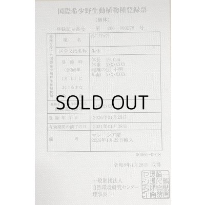 画像6: 過背金龍　FOREVER ArowanaAquaculture(7)