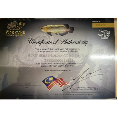 画像5: 過背金龍ブキメラゴールデン　FOREVER ArowanaAquaculture(2)