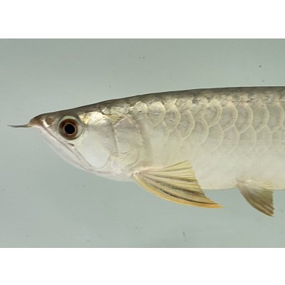 画像3: 過背金龍ブキメラゴールデン　FOREVER ArowanaAquaculture(1)