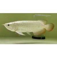 過背金龍レディアンスゴールド　FOREVER ArowanaAquaculture(3)