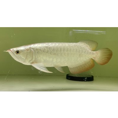 画像1: 過背金龍レディアンスゴールド　FOREVER ArowanaAquaculture(3)