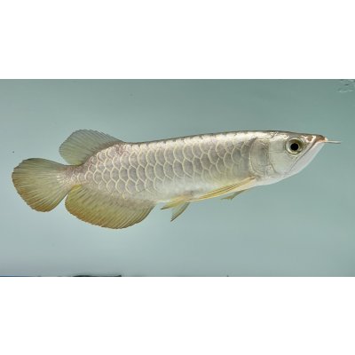 画像2: 過背金龍ブキメラゴールデン　FOREVER ArowanaAquaculture(2)