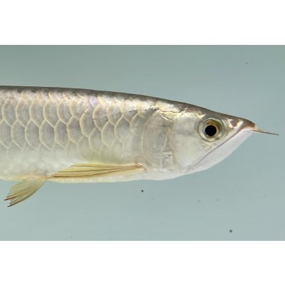 画像4: 過背金龍ブキメラゴールデン　FOREVER ArowanaAquaculture(2)