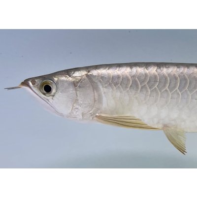 画像3: 過背金龍ブキメラゴールデン　FOREVER ArowanaAquaculture(2)