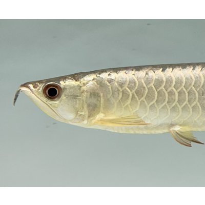 画像3: 過背金龍　FOREVER ArowanaAquaculture(7)