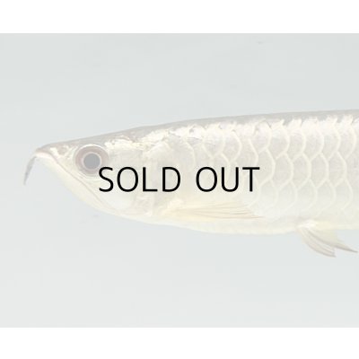 画像3: 過背金龍　FOREVER ArowanaAquaculture(7)