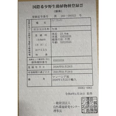 画像6: 過背金龍ブキメラゴールデン　FOREVER ArowanaAquaculture(2)